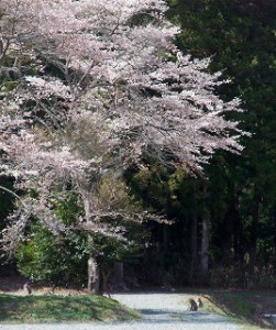 The Cherry Tree in Fukushima